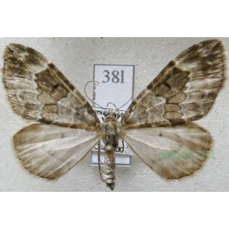 Thera britannica (Turner, 1925) female Paśnik jodłowiec Czech38l